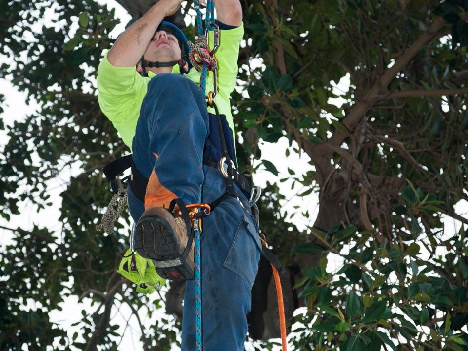 Enviro Trees UK arborist working in a mature tree during a risk assessment in Aberdeenshire