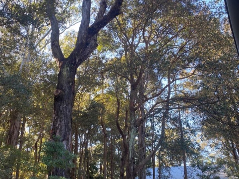Mature trees in Aberdeenshire parkland surveyed by Enviro Trees UK, with a property visible in the background